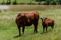 Land for sale in Grayson County, Texas