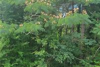 Land for sale in Macon County, Alabama