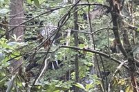 Homesite for sale in Jackson County, North Carolina