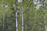 Land for sale in Oneida County, Wisconsin