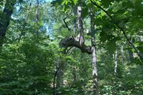 Timberland Property for sale in Cedar County, Missouri