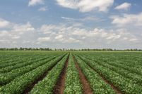 Farm and Ranch for sale in Chicot County, Arkansas