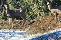 Undeveloped Land for sale in Deer Lodge County, Montana