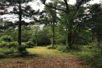 Undeveloped Land for sale in Montgomery County, Texas