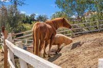 Farm and Ranch in San Diego County, California