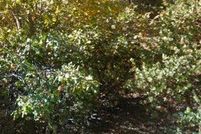 Land for sale in San Bernardino County, California