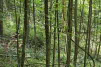 Land for sale in Trigg County, Kentucky