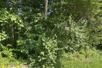 Land for sale in Clay County, Tennessee