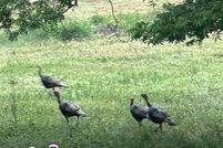 Lakefront Property for sale in Grayson County, Texas