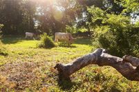 Land for sale in Grayson County, Texas