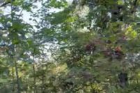 Undeveloped Land for sale in Barry County, Missouri