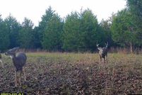 Timberland Property for sale in Texas County, Missouri