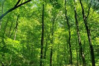 Timberland Property for sale in Claiborne County, Tennessee