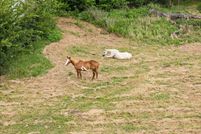 Undeveloped Land for sale in Van Zandt County, Texas