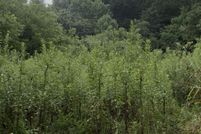 Timberland Property for sale in Grainger County, Tennessee