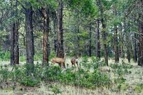 Land for sale in Archuleta County, Colorado