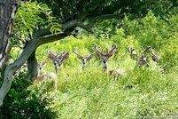 Land for sale in Uvalde County, Texas