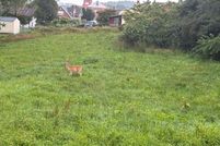 Undeveloped Land for sale in Carroll County, Virginia