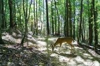 Undeveloped Land for sale in Pickens County, Georgia