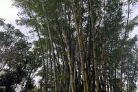 Undeveloped Land for sale in Hawaii County, Hawaii