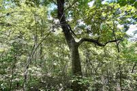 Undeveloped Land for sale in Baxter County, Arkansas