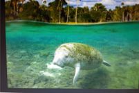 Land for sale in Citrus County, Florida