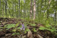 Land for sale in Charlevoix County, Michigan