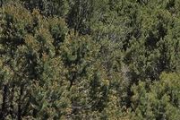 Land for sale in Ouray County, Colorado