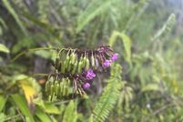 Homesite for sale in Hawaii County, Hawaii