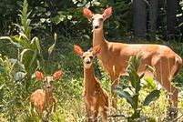 Land for sale in Otsego County, Michigan