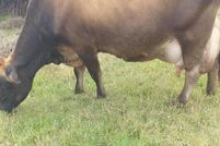 Land for sale in Hawaii County, Hawaii