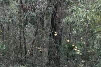 Land for sale in Putnam County, Florida