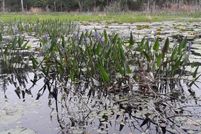 Undeveloped Land for sale in Clay County, Florida