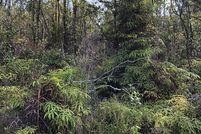 Undeveloped Land for sale in Hawaii County, Hawaii