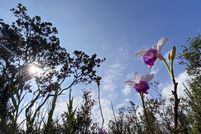 Land for sale in Hawaii County, Hawaii