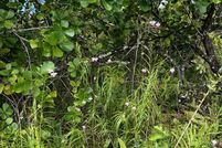 Land for sale in Hawaii County, Hawaii