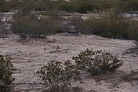 Land for sale in Hudspeth County, Texas