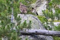 Land for sale in Granite County, Montana