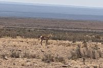 Land for sale in Socorro County, New Mexico