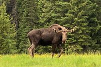 Timberland Property for sale in Mineral County, Montana