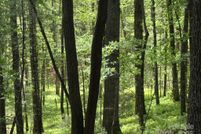 Homesite for sale in Transylvania County, North Carolina