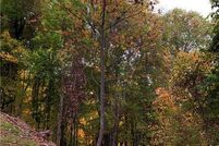 Land for sale in Madison County, North Carolina