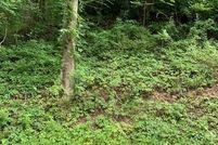 Land for sale in McDowell County, North Carolina