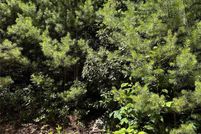 Land for sale in Henderson County, North Carolina