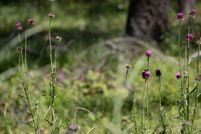 Farm and Ranch for sale in Flathead County, Montana