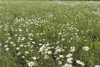 Undeveloped Land for sale in Madison County, Arkansas