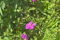 Undeveloped Land for sale in Hawaii County, Hawaii