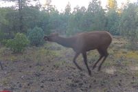 Land for sale in Rio Arriba County, New Mexico