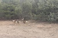 Land for sale in Rio Arriba County, New Mexico