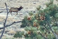 Land for sale in Rio Arriba County, New Mexico